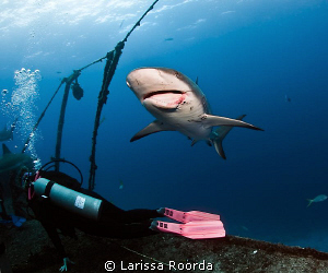 Dee searching for a shark's tooth after the shark dive. "... by Larissa Roorda 
